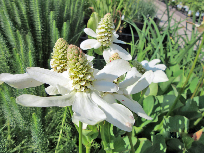 Scheinanemone - Anemopsis californica